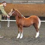 Tryfel Galileo, 1st Section A Colt Foal