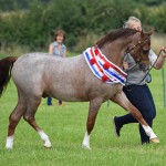 Supreme Inhand Champion –  Walseker Colorado
